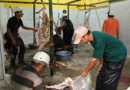 Pertama Kali, KBIHU Aisyiyah Bantul Kelola dan Sembelih 543 Kambing Hadyu Jamaah Haji